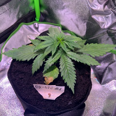 AK-420 #1 growlog timeline photo