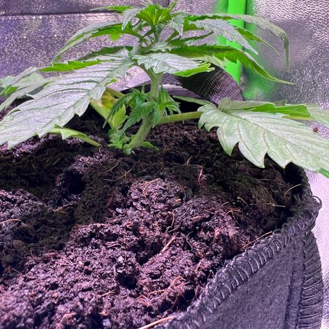 AK-420 #1 growlog timeline photo