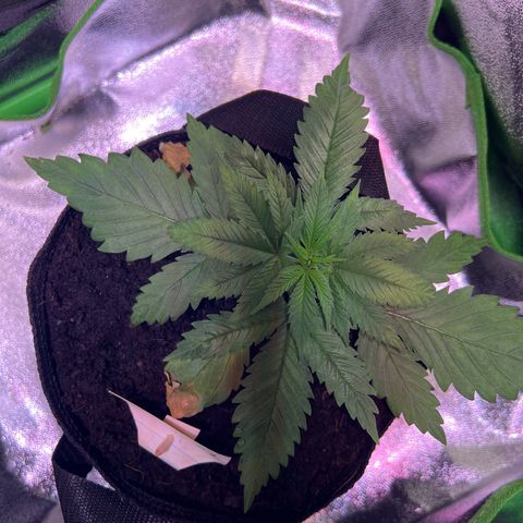 AK-420 #1 growlog timeline photo