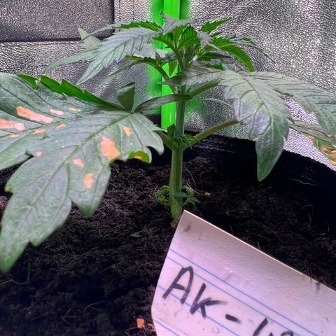 AK-420 #2 growlog timeline photo