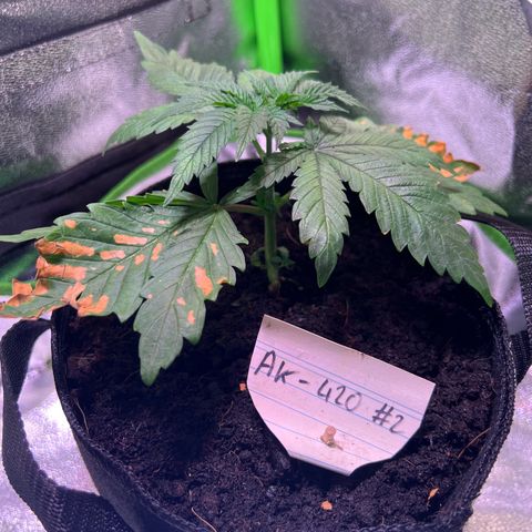 AK-420 #2 growlog timeline photo