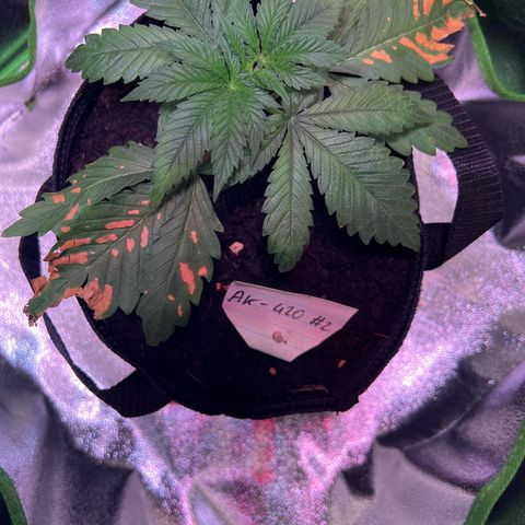 AK-420 #2 growlog timeline photo