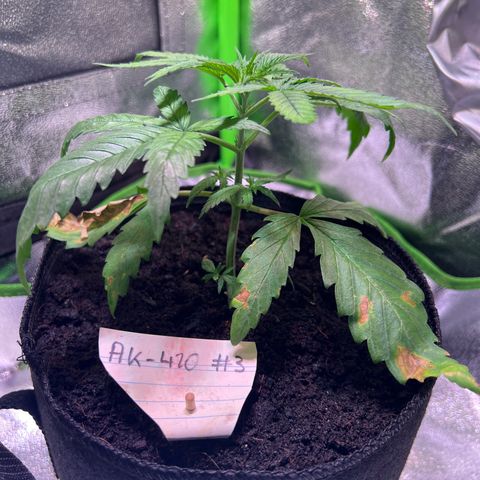 AK-420 #3 growlog timeline photo