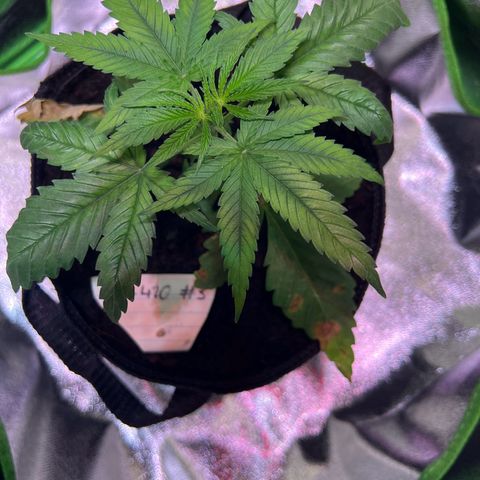 AK-420 #3 growlog timeline photo