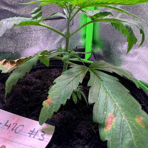 AK-420 #3 growlog timeline photo