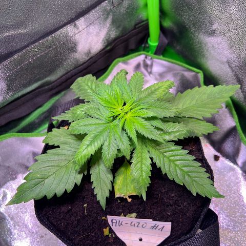 AK-420 #1 growlog timeline photo