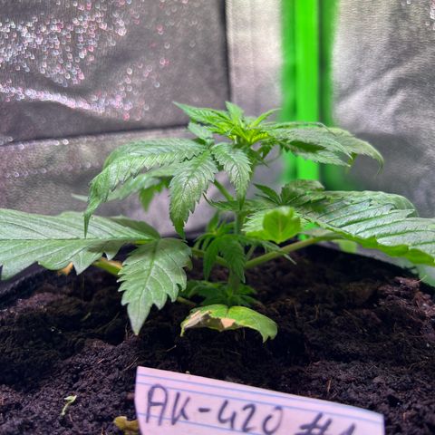 AK-420 #1 growlog timeline photo