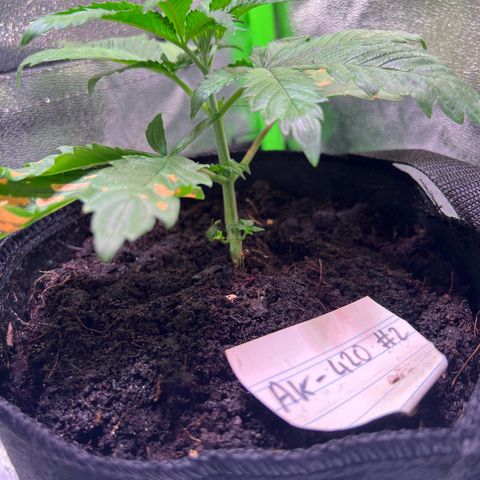 AK-420 #2 growlog timeline photo