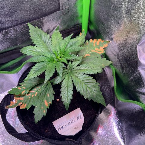 AK-420 #2 growlog timeline photo