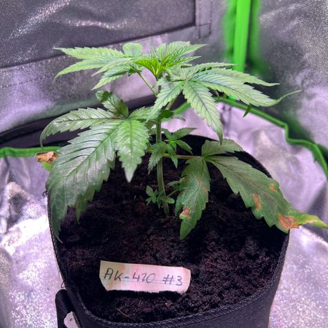 AK-420 #3 growlog timeline photo