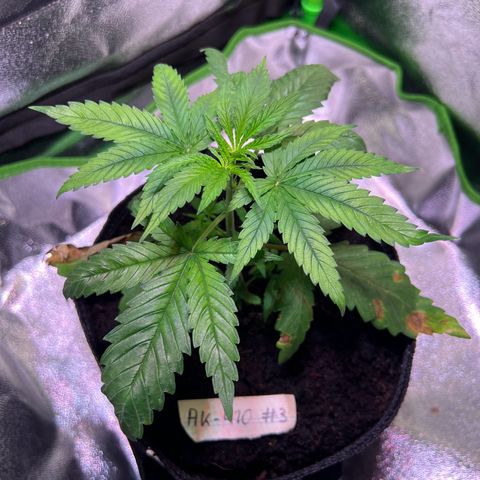 AK-420 #3 growlog timeline photo