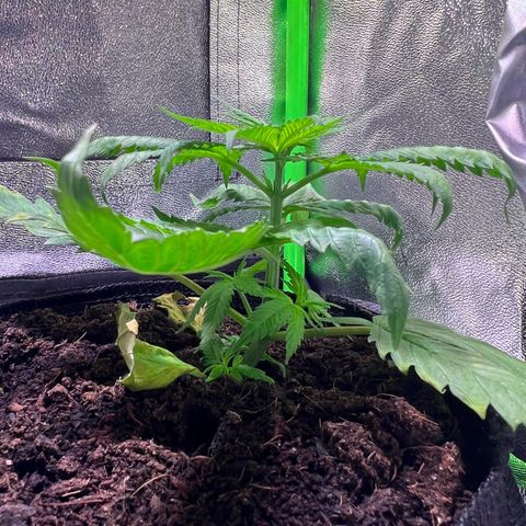 AK-420 #1 growlog timeline photo