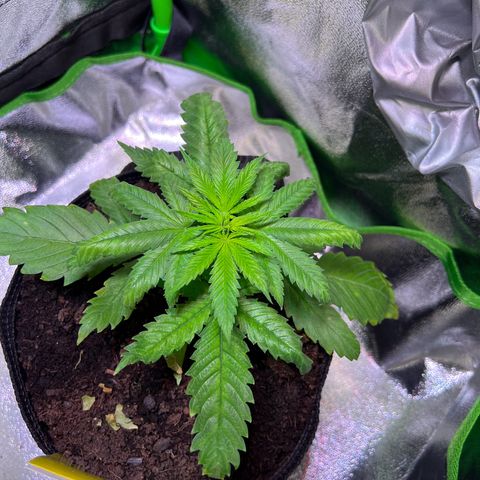 AK-420 #1 growlog timeline photo