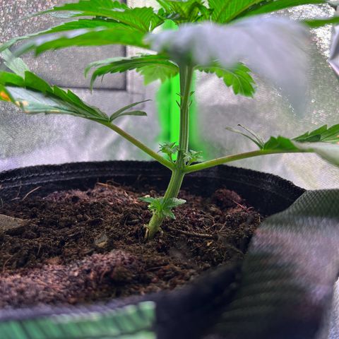 AK-420 #2 growlog timeline photo