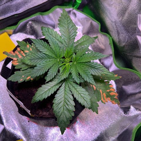 AK-420 #2 growlog timeline photo