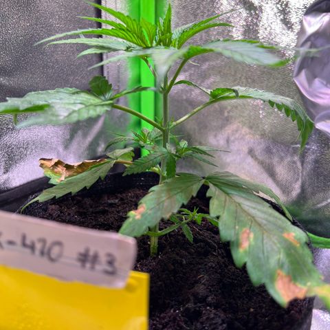 AK-420 #3 growlog timeline photo