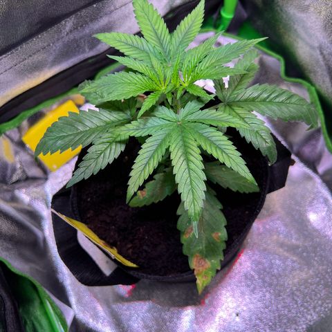 AK-420 #3 growlog timeline photo