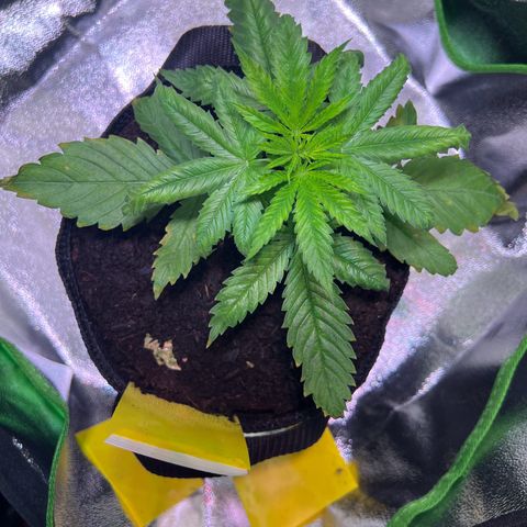 AK-420 #1 growlog timeline photo