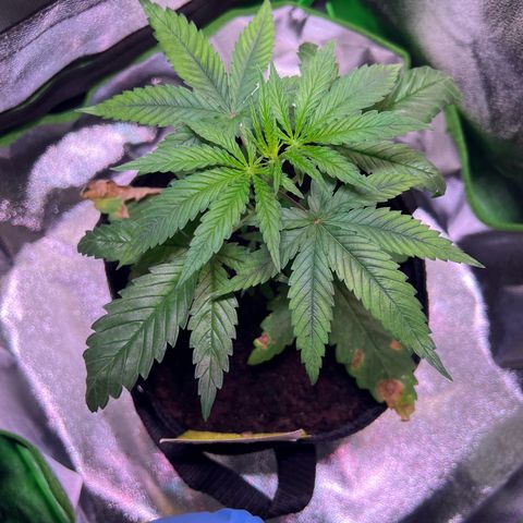 AK-420 #3 growlog timeline photo