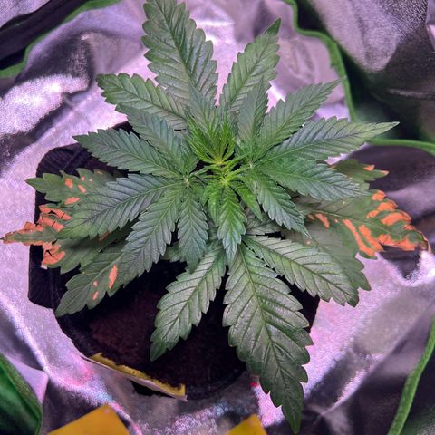 AK-420 #2 growlog timeline photo