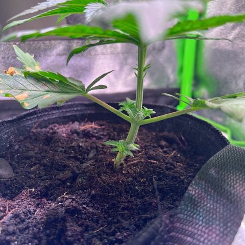 AK-420 #2 growlog timeline photo