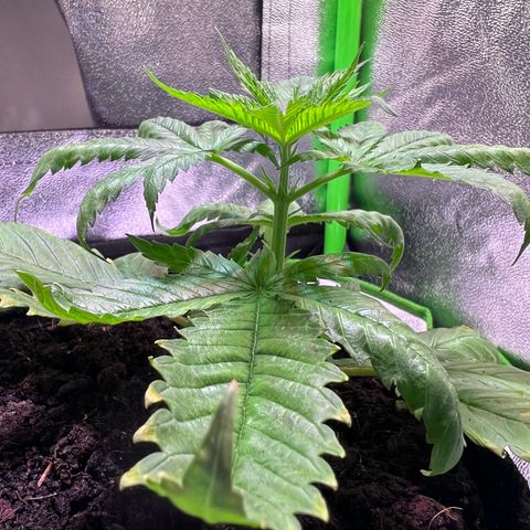 AK-420 #1 growlog timeline photo