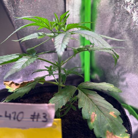 AK-420 #3 growlog timeline photo