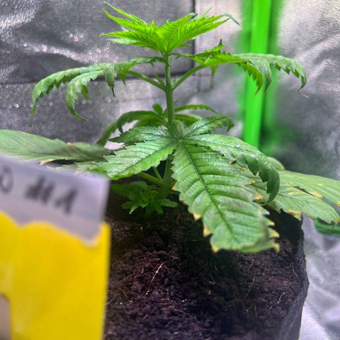 AK-420 #1 growlog timeline photo