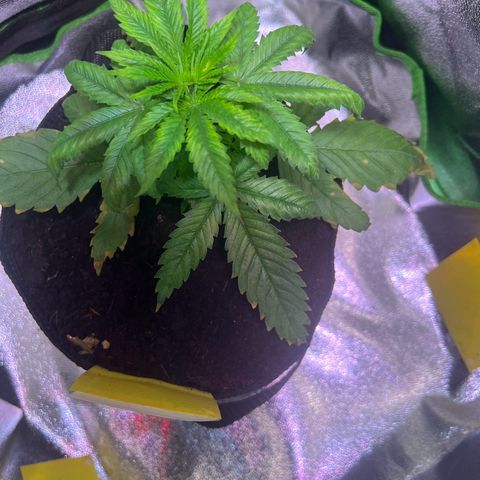 AK-420 #1 growlog timeline photo