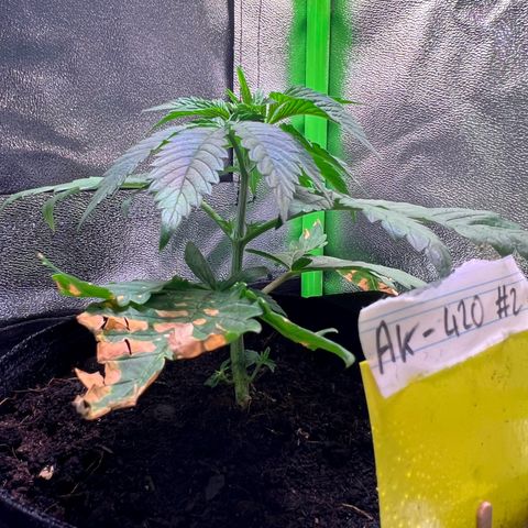 AK-420 #2 growlog timeline photo