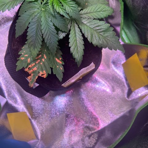 AK-420 #2 growlog timeline photo