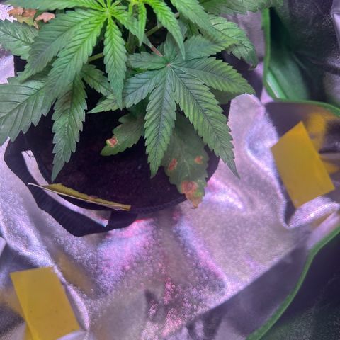 AK-420 #3 growlog timeline photo