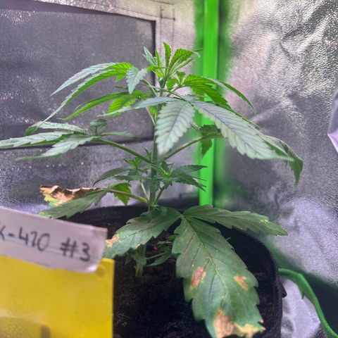 AK-420 #3 growlog timeline photo