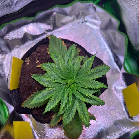 AK-420 #1 growlog timeline photo