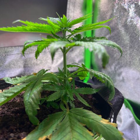 AK-420 #1 growlog timeline photo