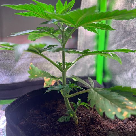AK-420 #2 growlog timeline photo