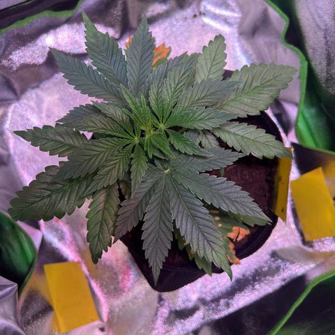 AK-420 #2 growlog timeline photo
