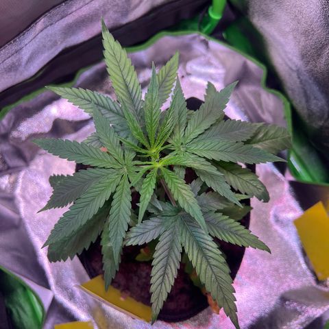 AK-420 #3 growlog timeline photo