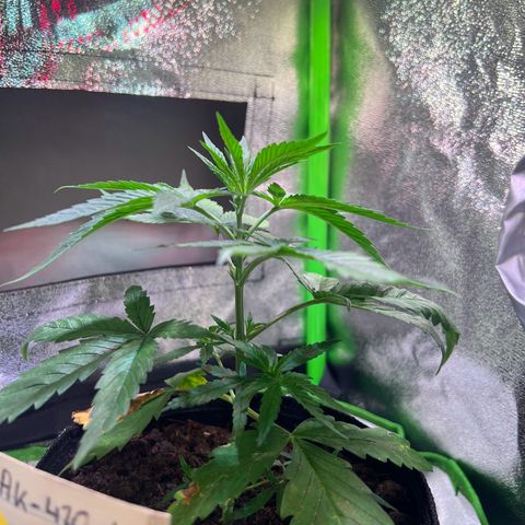 AK-420 #3 growlog timeline photo