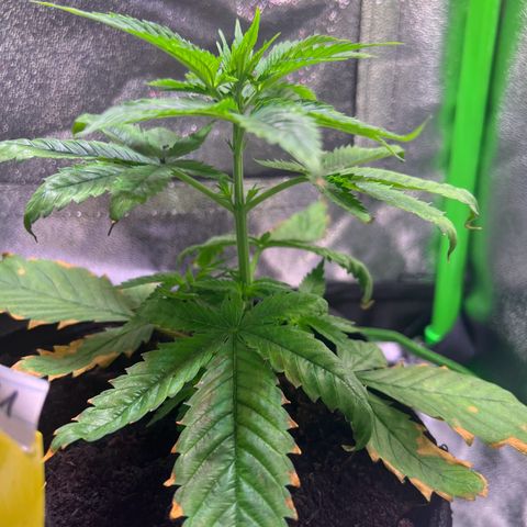 AK-420 #1 growlog timeline photo