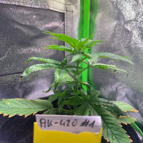 AK-420 #1 growlog timeline photo