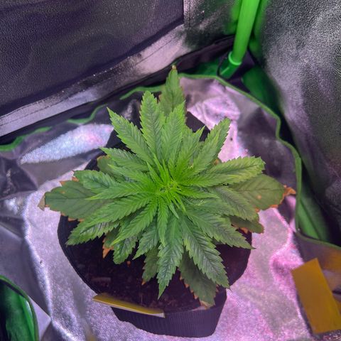 AK-420 #1 growlog timeline photo