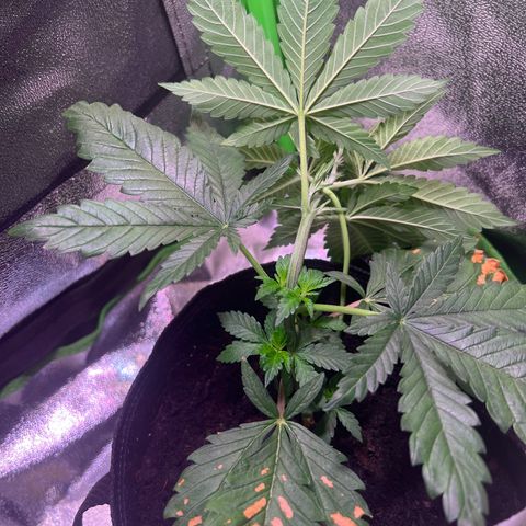 AK-420 #2 growlog timeline photo