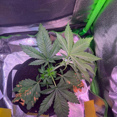 AK-420 #2 growlog timeline photo