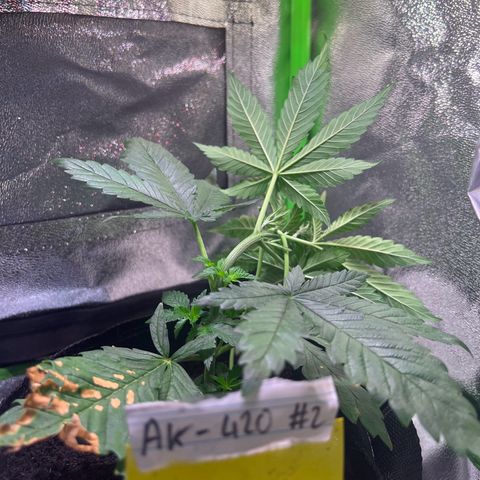 AK-420 #2 growlog timeline photo