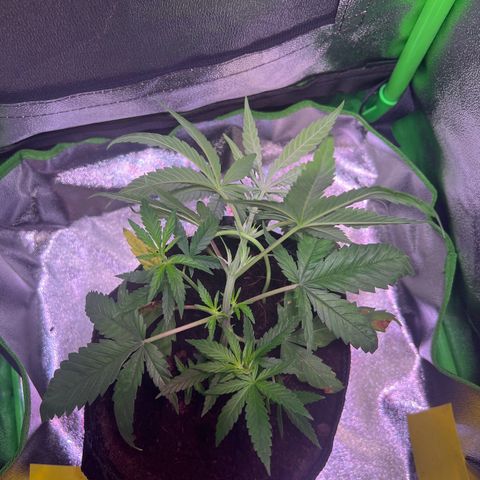 AK-420 #3 growlog timeline photo