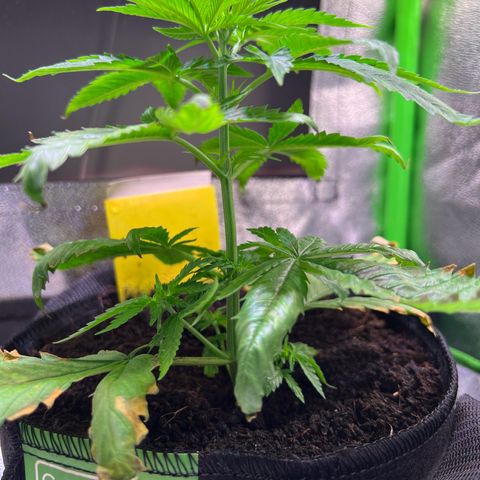 AK-420 #1 growlog timeline photo
