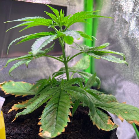 AK-420 #1 growlog timeline photo