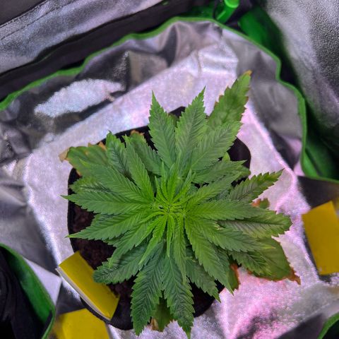 AK-420 #1 growlog timeline photo