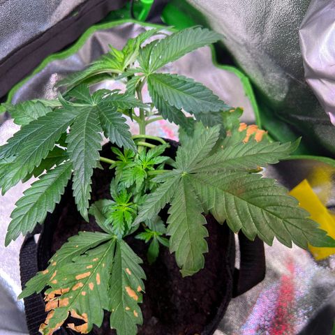 AK-420 #2 growlog timeline photo
